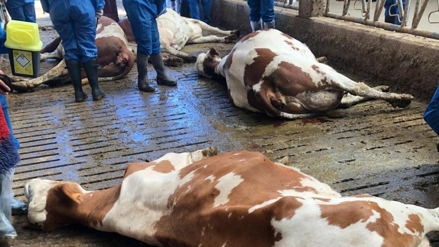 STOP au massacre des bovins sains par l’état français