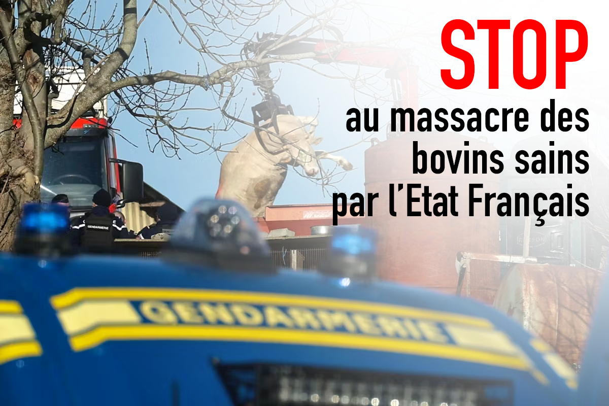 STOP au massacre des bovins sains par l’état français